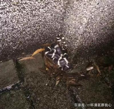 眼镜蛇物种保护等级是几级