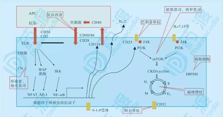 玻璃胶怎么挤出来