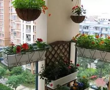 阳台上养什么植物好