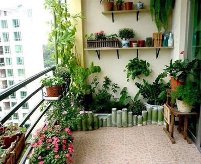 阳台上养什么植物好