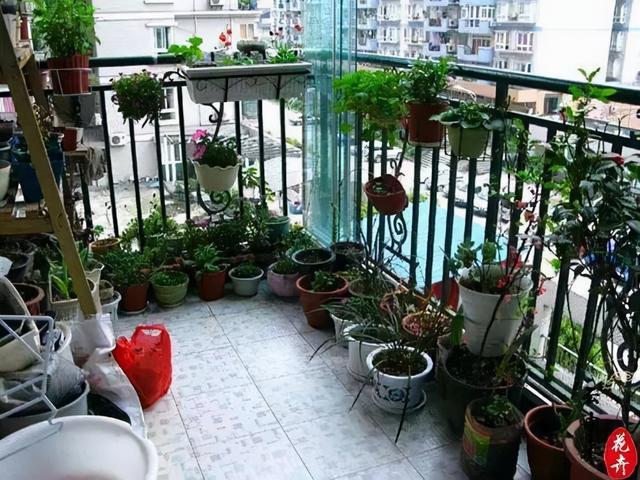 阳台上养什么植物好
