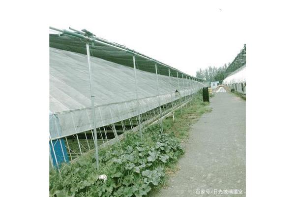 日光温室大棚设计图