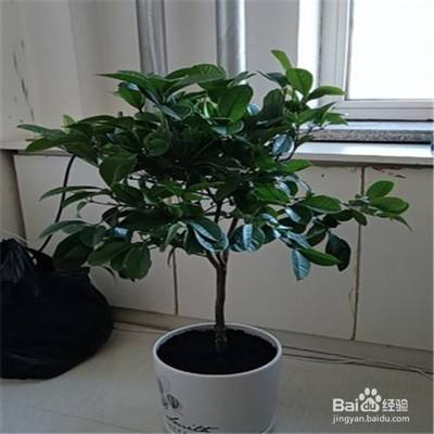 适合室内养的大树木
