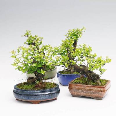 室内盆景养殖方法
