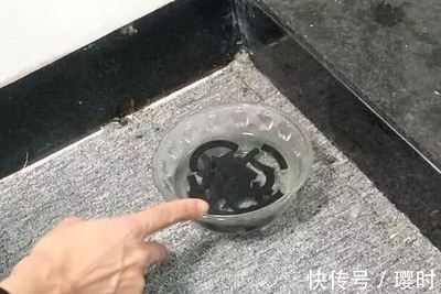 厨房里的蚊子