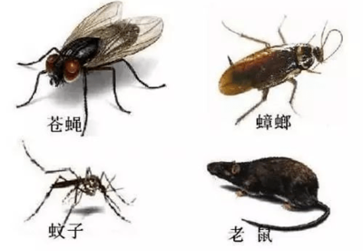 为什么厨房好多苍蝇