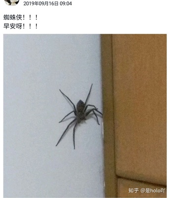 卧室里有蜘蛛