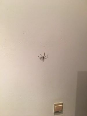 卧室里有蜘蛛