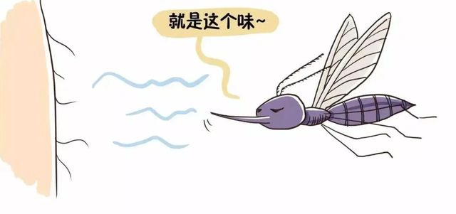 蚊子是怎么进房间的