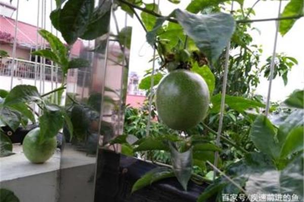 百香果阳台种植