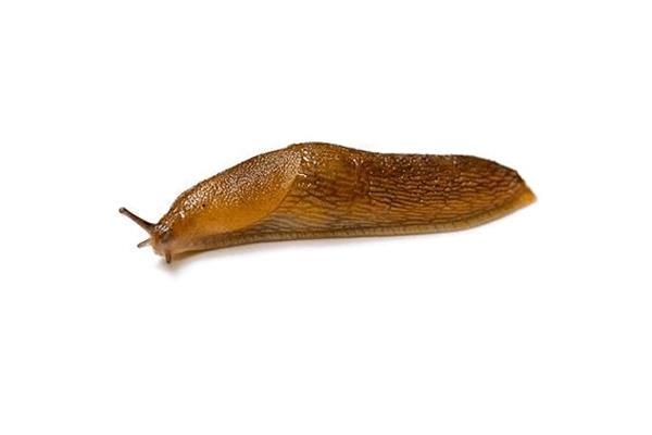 厨房为什么有鼻涕虫