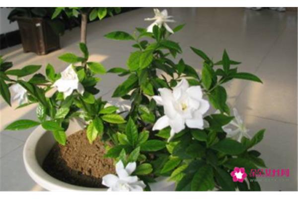 栀子花放卧室可以吗