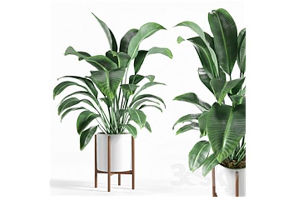 室内植物摆设