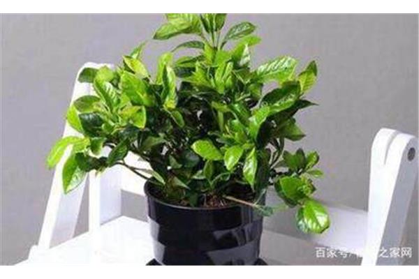 什么花除甲醛最好