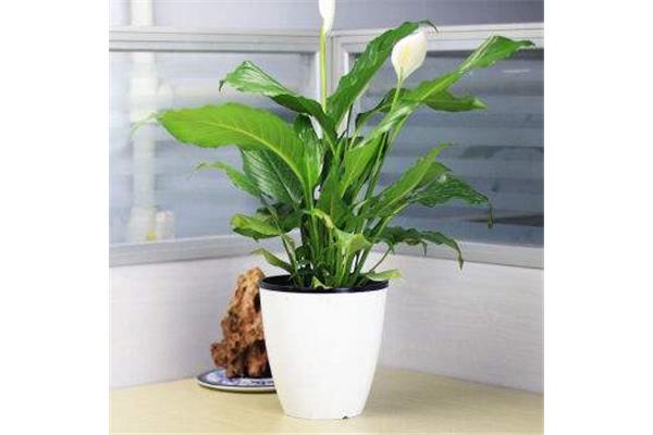 室内空气净化植物