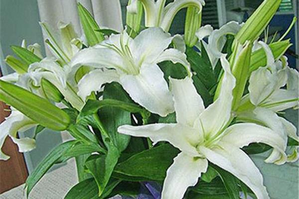 卧室里能放百合花吗