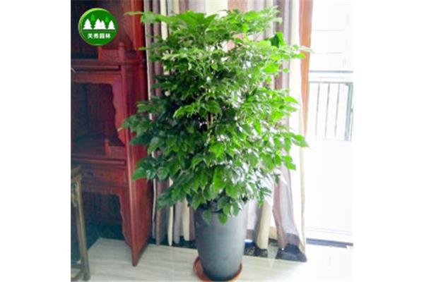 室内放什么植物净化空气