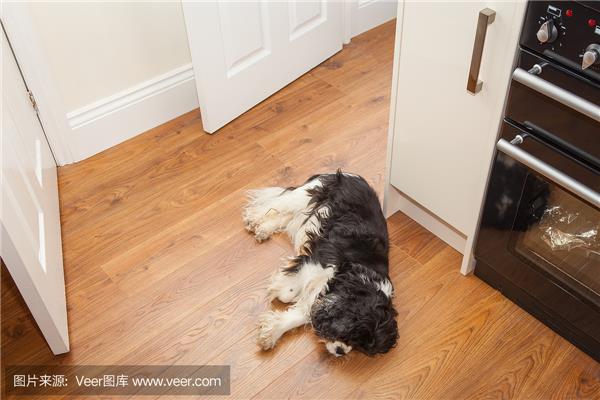 狗把地板啃坏了