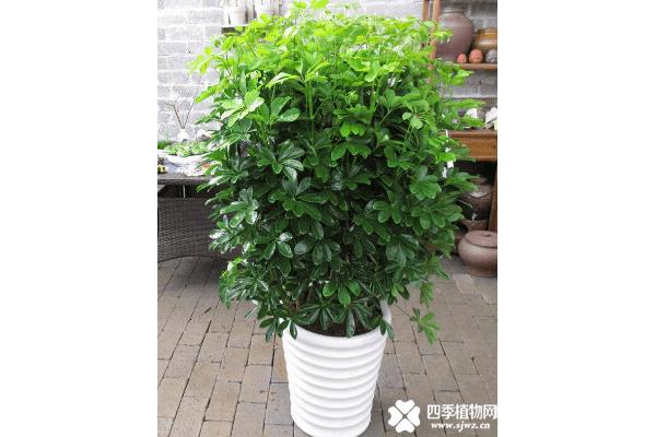 鸭脚木适合卧室养吗